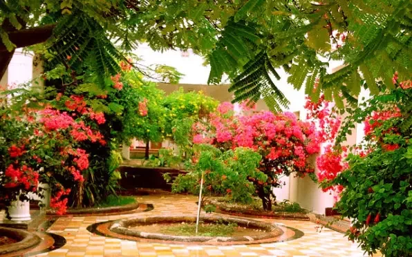 کیش